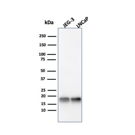 Western Blot - Anti-Superoxide Dismutase 1 Antibody [SOD1/4331] (A249995) - Antibodies.com