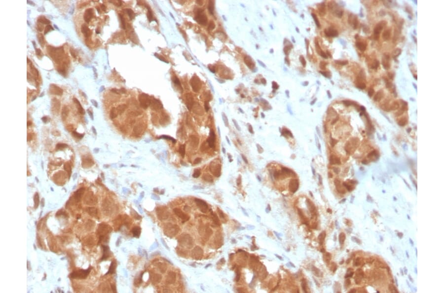 Immunohistochemistry - Anti-Superoxide Dismutase 1 Antibody [SOD1/3924] (A249997) - Antibodies.com