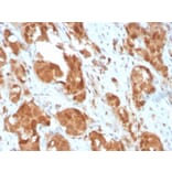 Immunohistochemistry - Anti-Superoxide Dismutase 1 Antibody [SOD1/3924] (A249997) - Antibodies.com