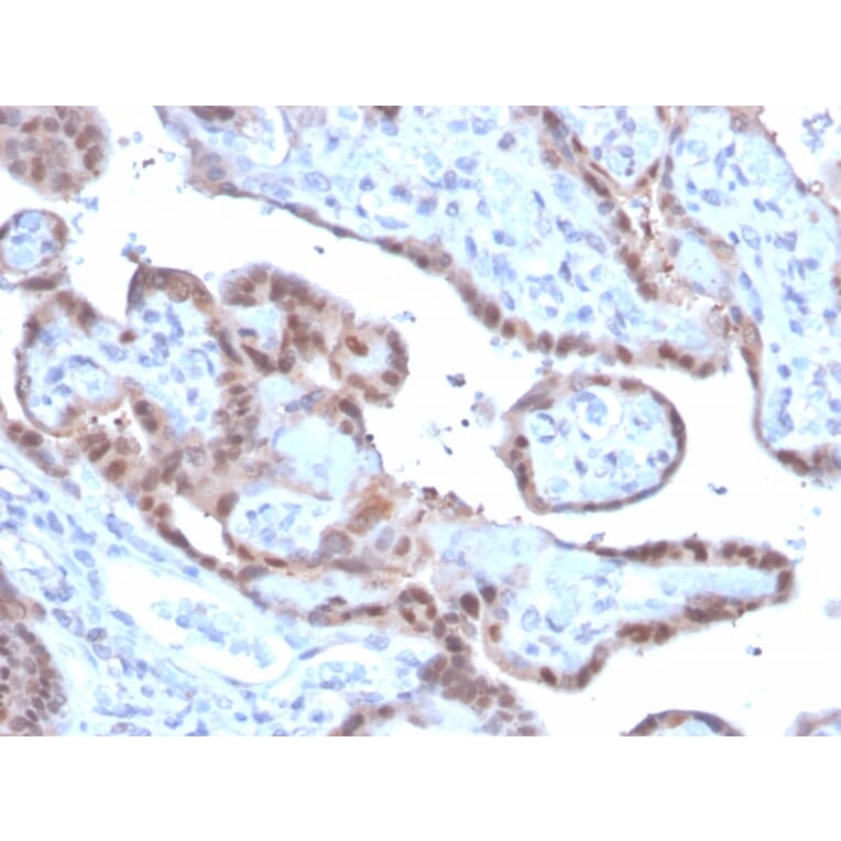 Immunohistochemistry - Anti-Superoxide Dismutase 1 Antibody [SOD1/3926] (A249999) - Antibodies.com