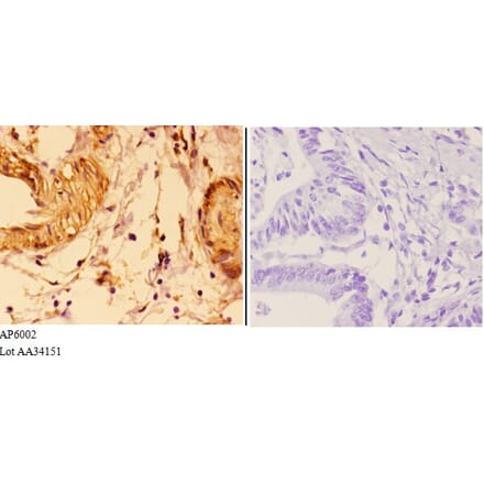 Anti-VWF Antibody from Bioworld Technology (AP6002) - Antibodies.com