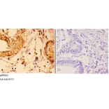 Anti-VWF Antibody from Bioworld Technology (AP6002) - Antibodies.com