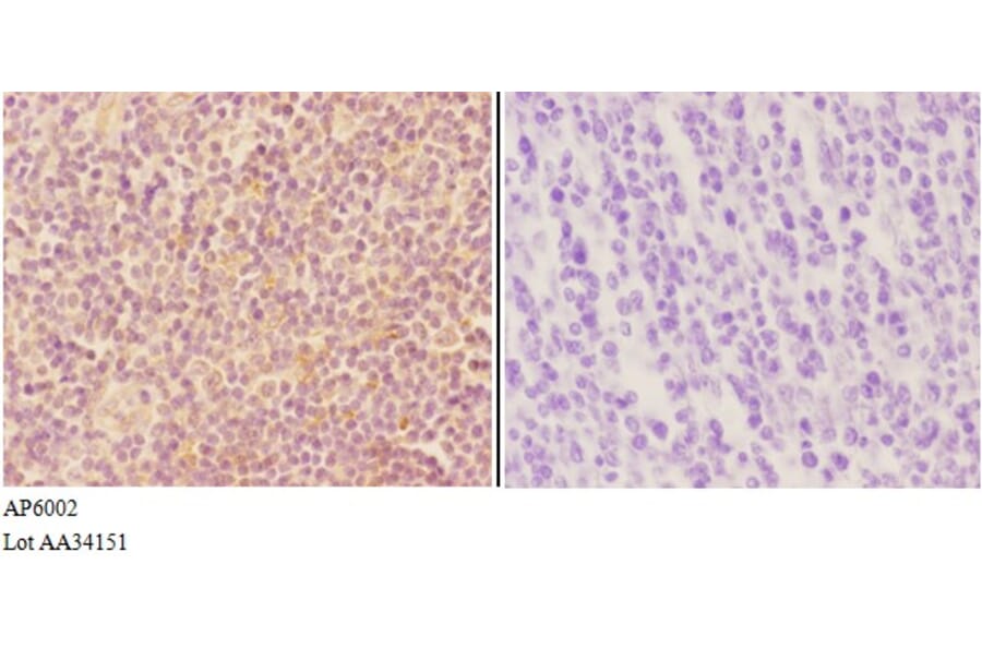 Anti-VWF Antibody from Bioworld Technology (AP6002) - Antibodies.com