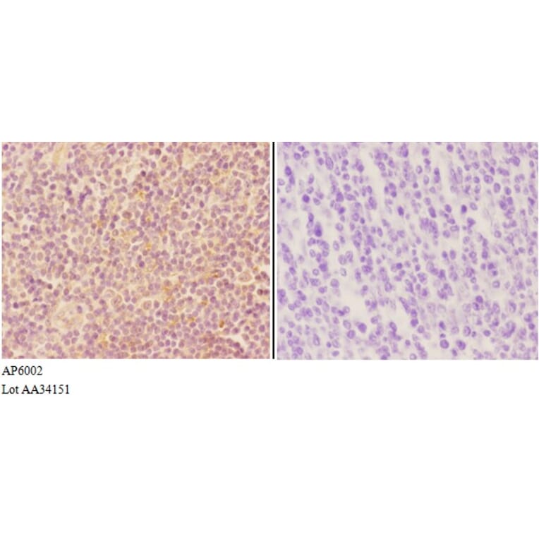 Anti-VWF Antibody from Bioworld Technology (AP6002) - Antibodies.com