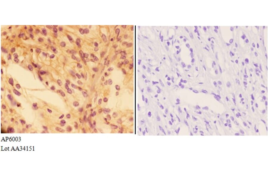 Anti-PTPRO Antibody from Bioworld Technology (AP6003) - Antibodies.com