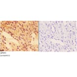 Anti-PTPRO Antibody from Bioworld Technology (AP6003) - Antibodies.com