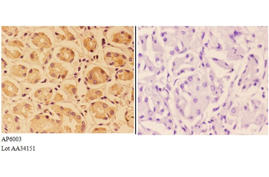 Anti-PTPRO Antibody from Bioworld Technology (AP6003) - Antibodies.com