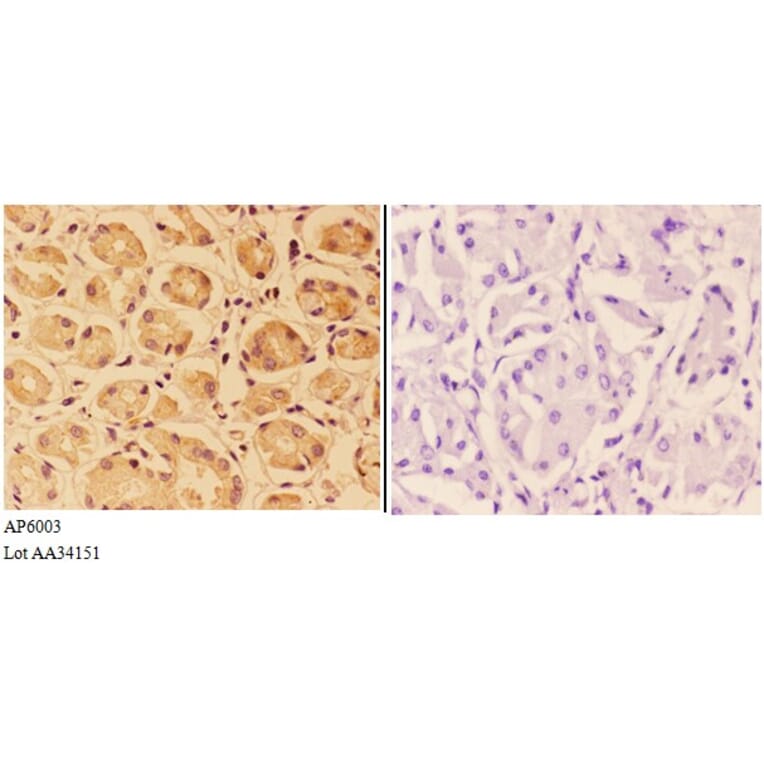 Anti-PTPRO Antibody from Bioworld Technology (AP6003) - Antibodies.com