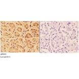 Anti-PTPRO Antibody from Bioworld Technology (AP6003) - Antibodies.com