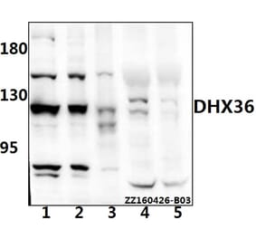 Anti-DHX36 Antibody from Bioworld Technology (AP6004) - Antibodies.com