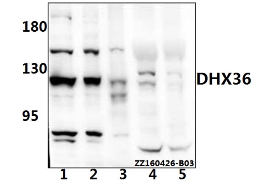 Anti-DHX36 Antibody from Bioworld Technology (AP6004) - Antibodies.com