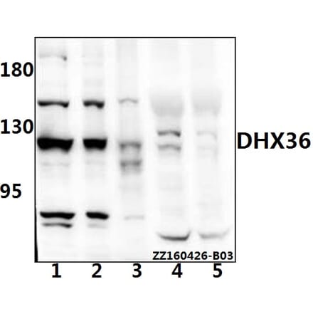 Anti-DHX36 Antibody from Bioworld Technology (AP6004) - Antibodies.com