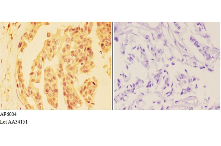 Anti-DHX36 Antibody from Bioworld Technology (AP6004) - Antibodies.com