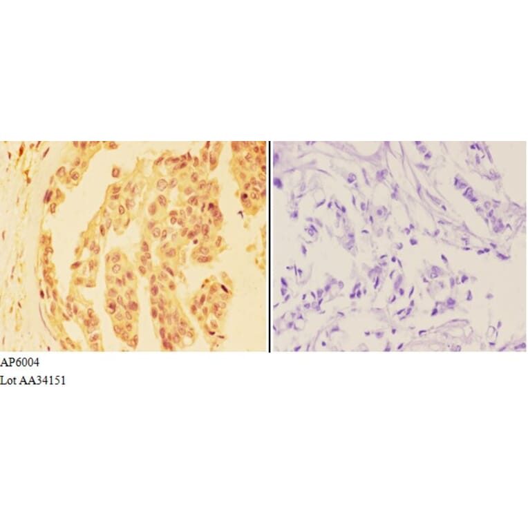 Anti-DHX36 Antibody from Bioworld Technology (AP6004) - Antibodies.com