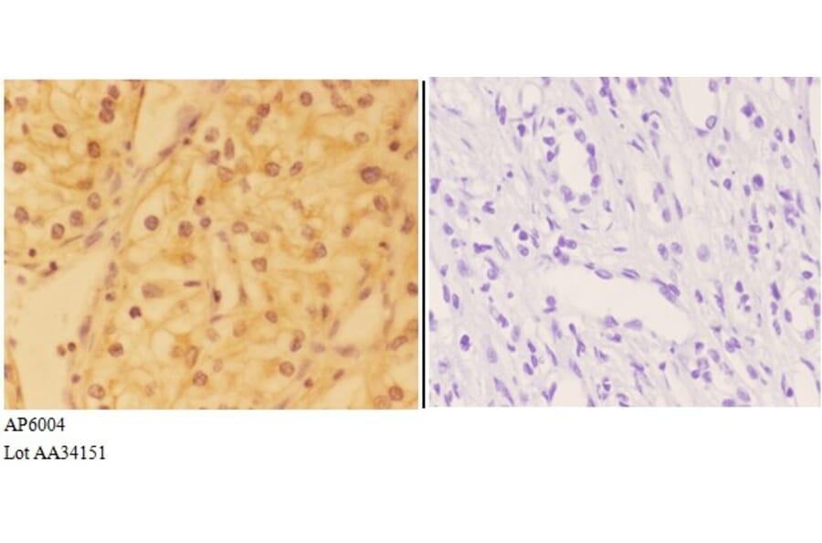 Anti-DHX36 Antibody from Bioworld Technology (AP6004) - Antibodies.com