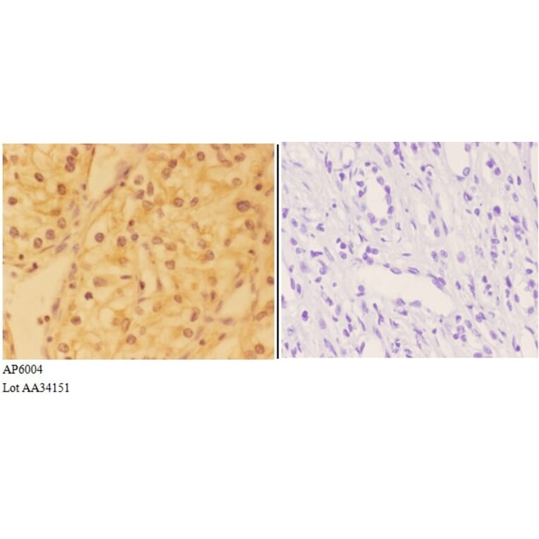 Anti-DHX36 Antibody from Bioworld Technology (AP6004) - Antibodies.com