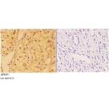 Anti-DHX36 Antibody from Bioworld Technology (AP6004) - Antibodies.com