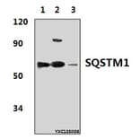 Anti-SQSTM1 Antibody from Bioworld Technology (AP6006) - Antibodies.com