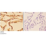 Anti-SQSTM1 Antibody from Bioworld Technology (AP6006) - Antibodies.com