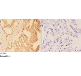 Anti-VNN1 Antibody from Bioworld Technology (AP6008) - Antibodies.com