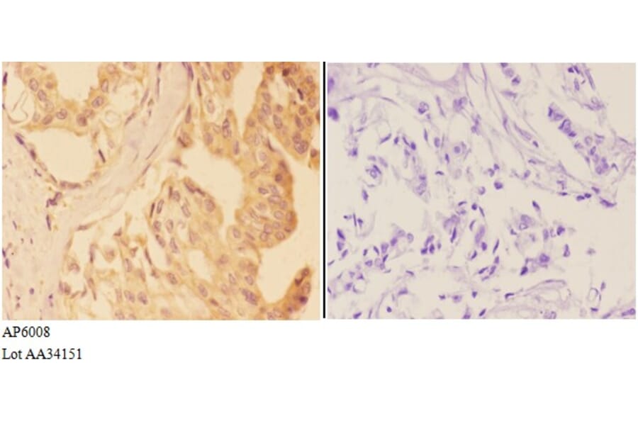 Anti-VNN1 Antibody from Bioworld Technology (AP6008) - Antibodies.com