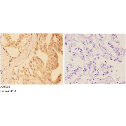 Anti-VNN1 Antibody from Bioworld Technology (AP6008) - Antibodies.com