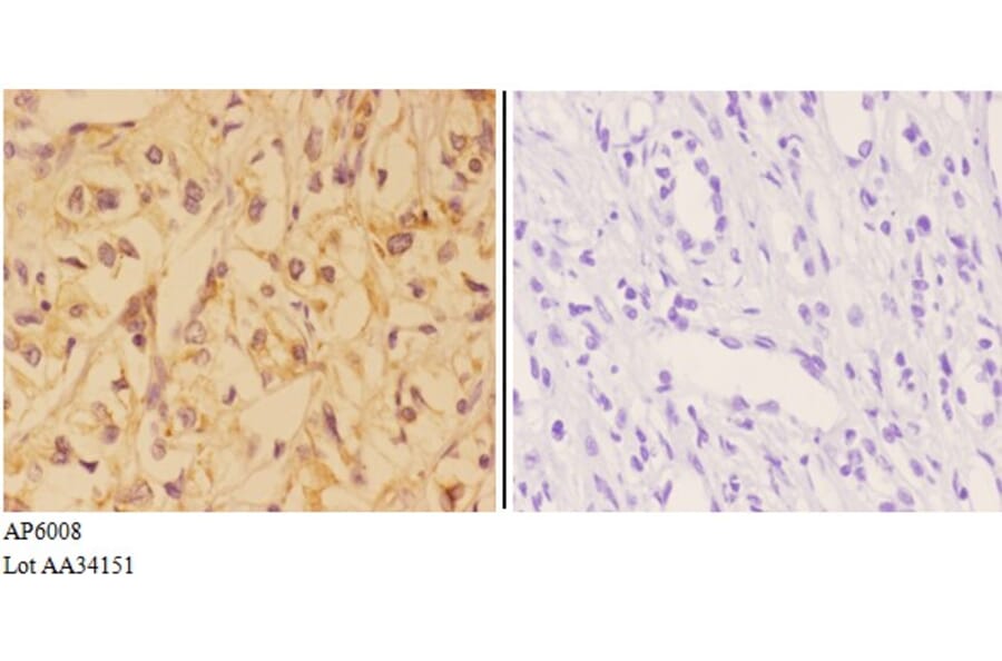 Anti-VNN1 Antibody from Bioworld Technology (AP6008) - Antibodies.com