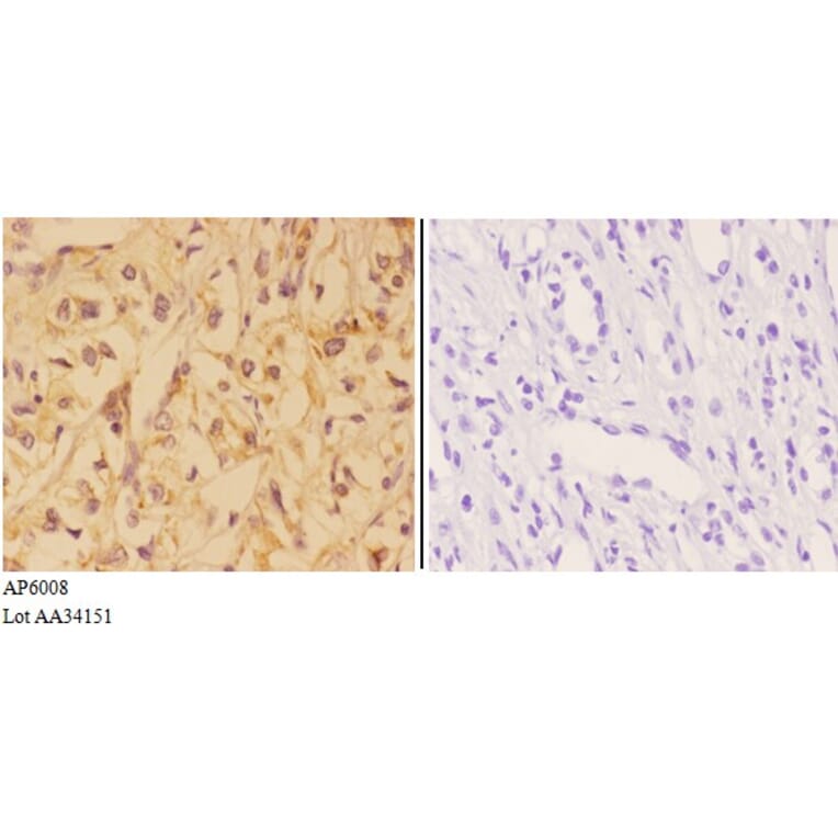 Anti-VNN1 Antibody from Bioworld Technology (AP6008) - Antibodies.com