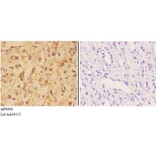 Anti-VNN1 Antibody from Bioworld Technology (AP6008) - Antibodies.com