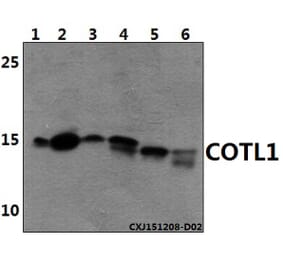 Anti-COTL1 Antibody from Bioworld Technology (AP6021) - Antibodies.com