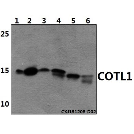 Anti-COTL1 Antibody from Bioworld Technology (AP6021) - Antibodies.com