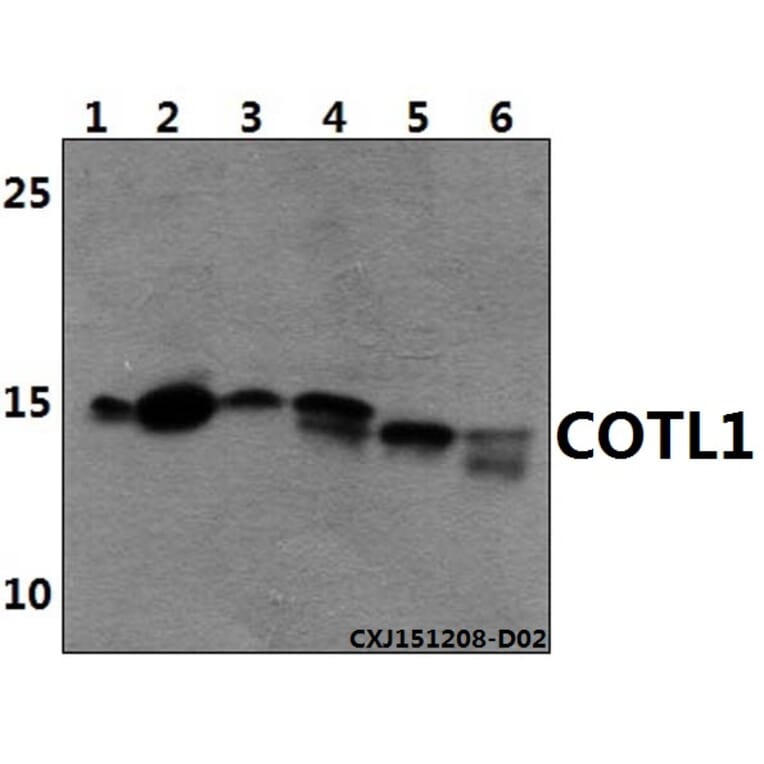 Anti-COTL1 Antibody from Bioworld Technology (AP6021) - Antibodies.com