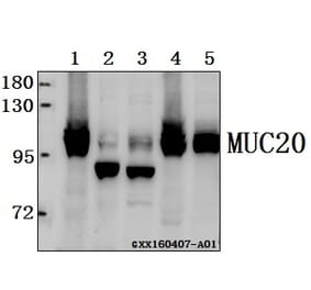 Anti-MUC20 Antibody from Bioworld Technology (AP6023) - Antibodies.com