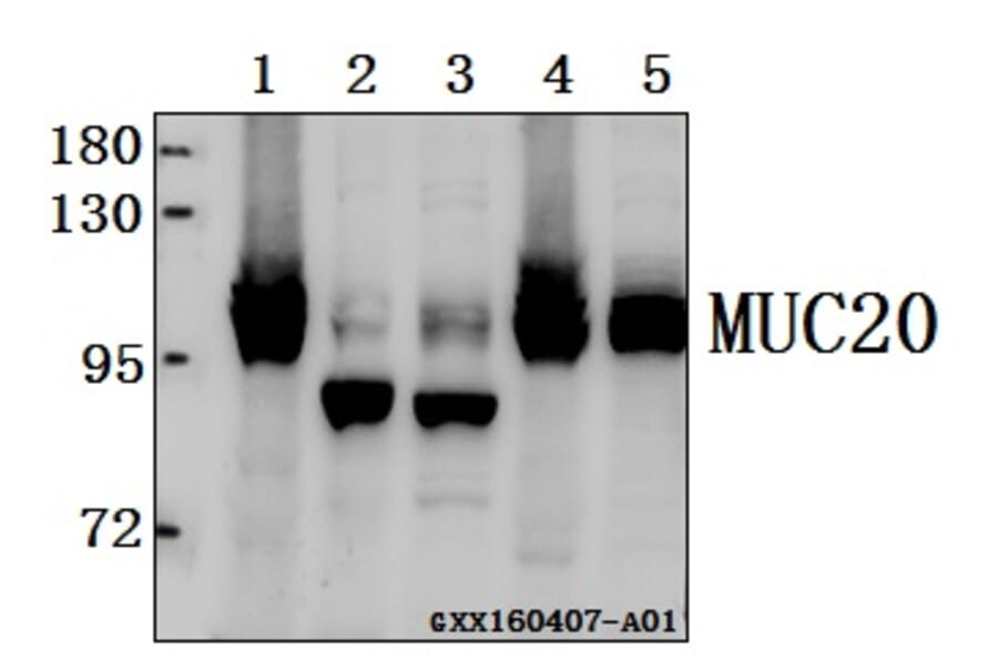 Anti-MUC20 Antibody from Bioworld Technology (AP6023) - Antibodies.com