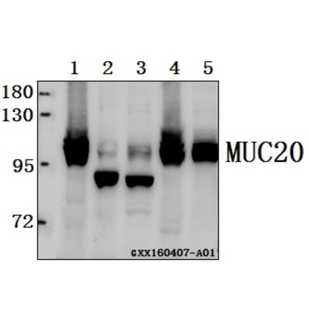 Anti-MUC20 Antibody from Bioworld Technology (AP6023) - Antibodies.com
