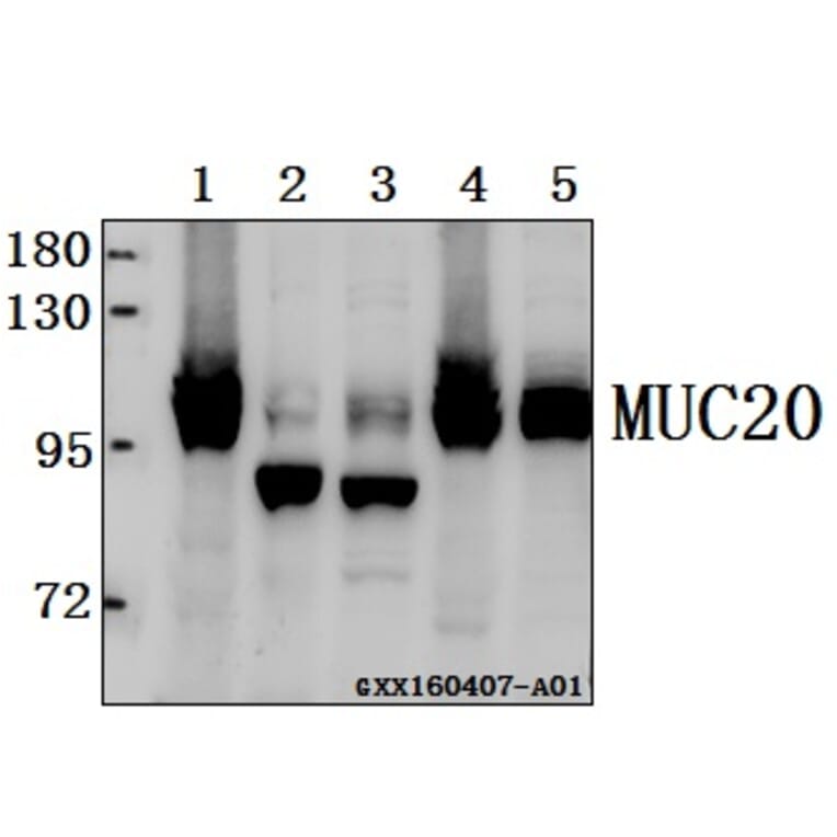 Anti-MUC20 Antibody from Bioworld Technology (AP6023) - Antibodies.com