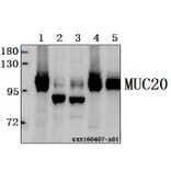 Anti-MUC20 Antibody from Bioworld Technology (AP6023) - Antibodies.com