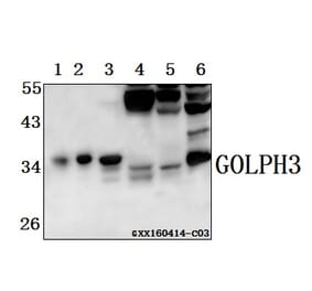 Anti-GOLPH3 Antibody from Bioworld Technology (AP6024) - Antibodies.com
