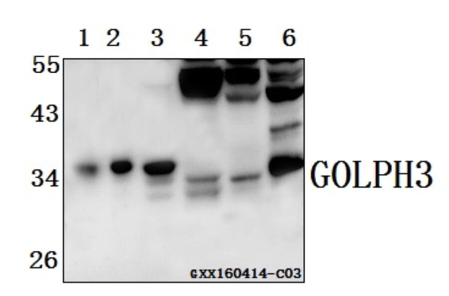 Anti-GOLPH3 Antibody from Bioworld Technology (AP6024) - Antibodies.com