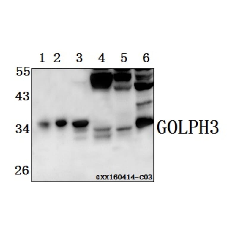 Anti-GOLPH3 Antibody from Bioworld Technology (AP6024) - Antibodies.com