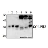 Anti-GOLPH3 Antibody from Bioworld Technology (AP6024) - Antibodies.com