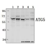 Anti-ATG5 Antibody from Bioworld Technology (AP6026) - Antibodies.com