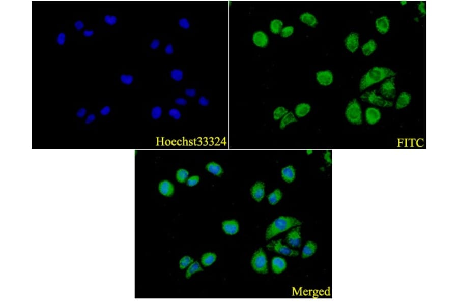 Anti-ATG5 Antibody from Bioworld Technology (AP6026) - Antibodies.com