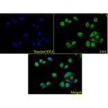 Anti-ATG5 Antibody from Bioworld Technology (AP6026) - Antibodies.com