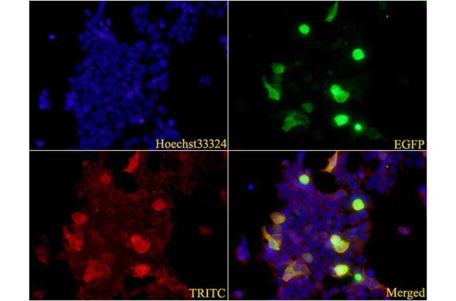 Anti-ATG5 Antibody from Bioworld Technology (AP6026) - Antibodies.com