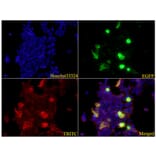 Anti-ATG5 Antibody from Bioworld Technology (AP6026) - Antibodies.com