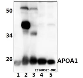 Anti-APOA1 Antibody from Bioworld Technology (AP6035) - Antibodies.com
