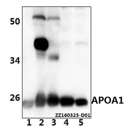 Anti-APOA1 Antibody from Bioworld Technology (AP6035) - Antibodies.com