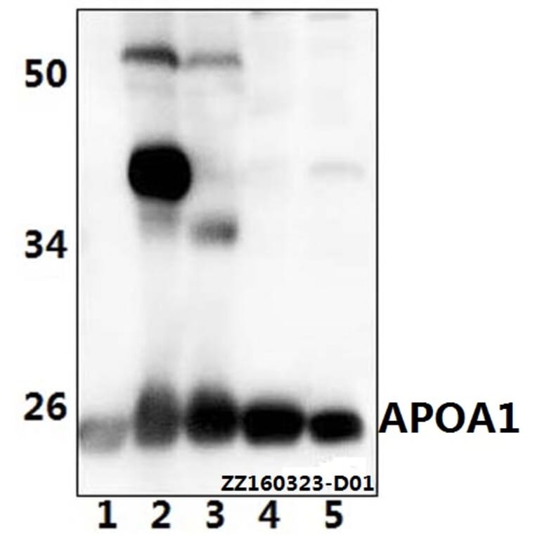 Anti-APOA1 Antibody from Bioworld Technology (AP6035) - Antibodies.com