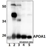 Anti-APOA1 Antibody from Bioworld Technology (AP6035) - Antibodies.com